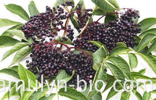 Elderberry Extract 